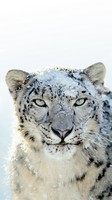 descargar wallpaper de animales